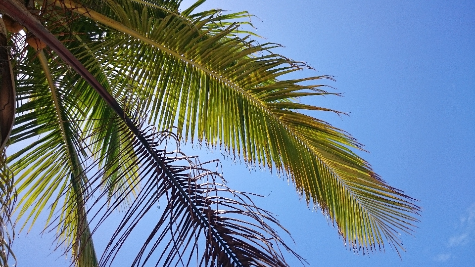 木 ブランチ 植物 空