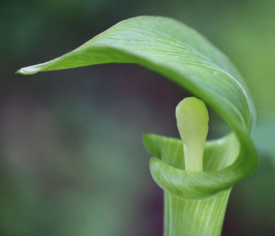 Anlage blatt blume grün