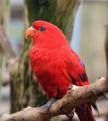 Photo Oiseau faune haut rouge