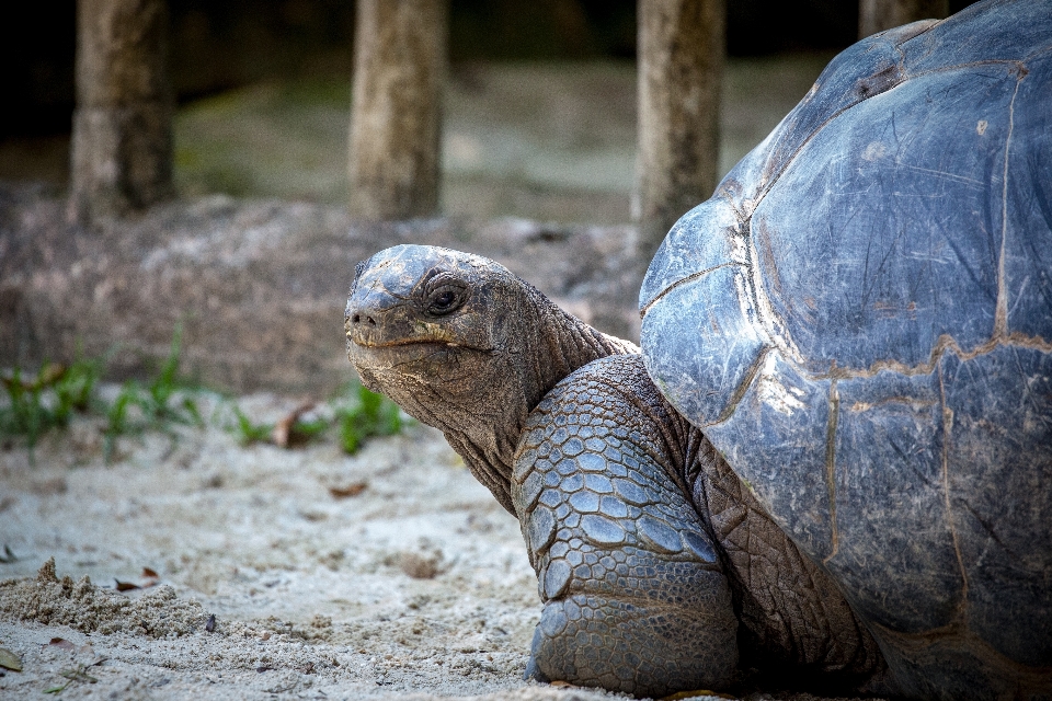 Natureza animal animais selvagens jardim zoológico