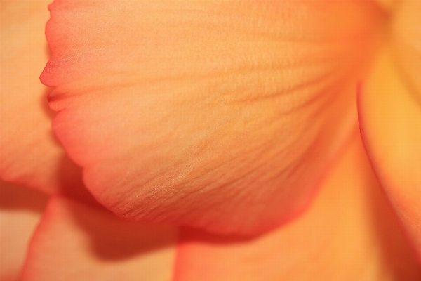 Hand blossom plant photography Photo