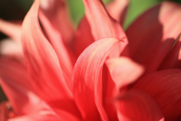 Foto Fiore pianta fotografia petalo