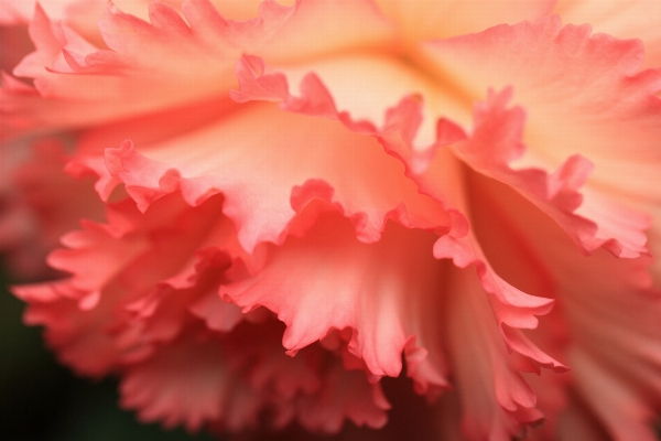 Blossom plant flower petal Photo