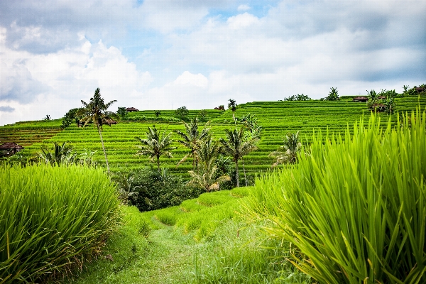 Landscape nature grass field Photo