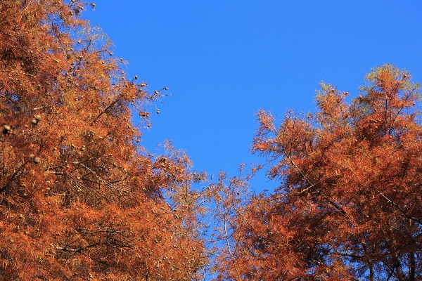 Foto árbol bosque rama planta