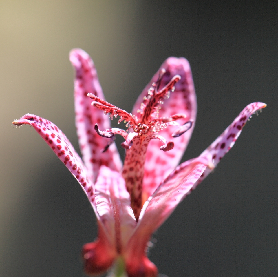 Florescer plantar fotografia folha