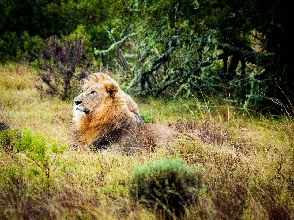 Natur gras wildnis
 prärie
