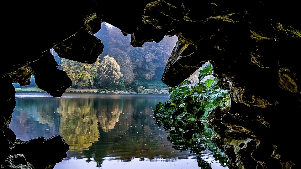 árbol agua naturaleza campo