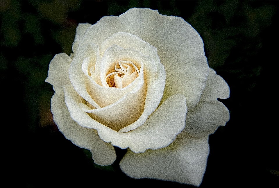 Extérieur fleurir usine blanc