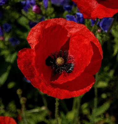 Nature plant flower petal Photo