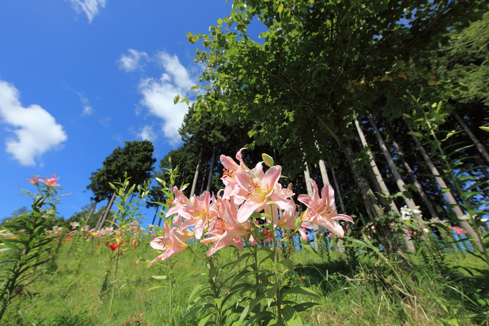 Baum natur gras blüte