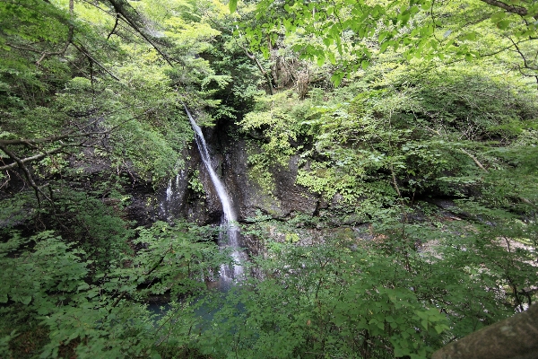 Tree forest waterfall wilderness Photo