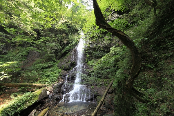 Tree forest waterfall wilderness Photo