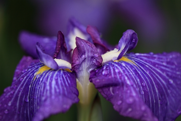 Photo Fleurir usine la photographie fleur