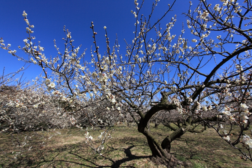 Albero ramo fiore pianta