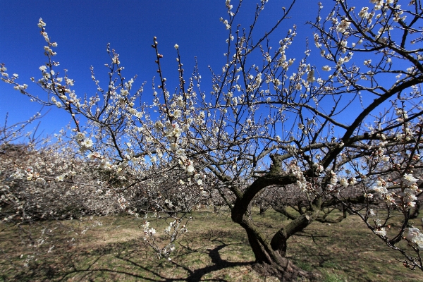 木 ブランチ 花 植物 写真