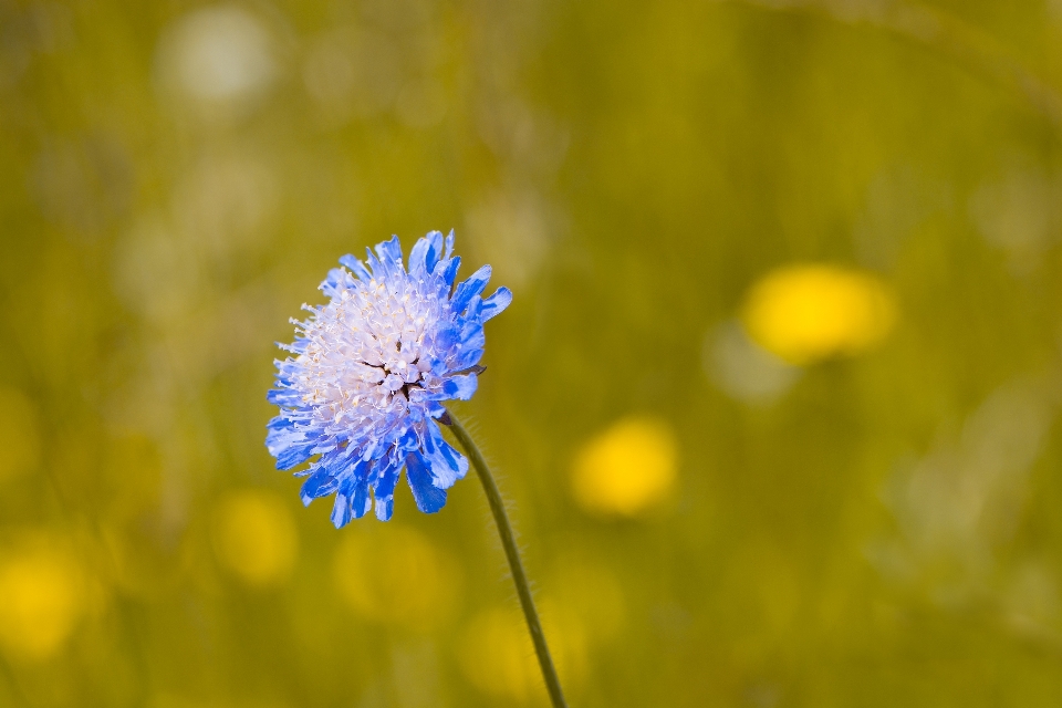 Natureza grama florescer plantar