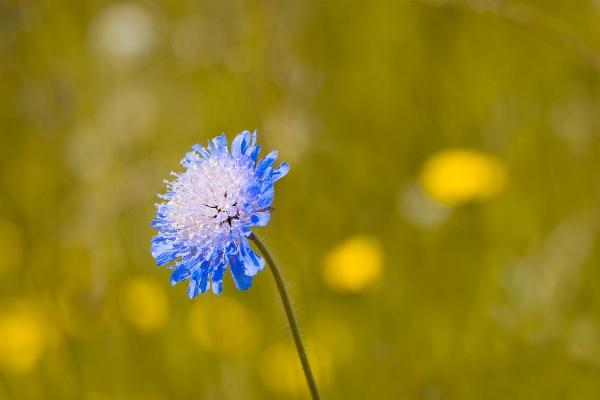 Natur gras blüte anlage Foto