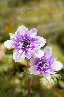 Nature blossom plant photography Photo