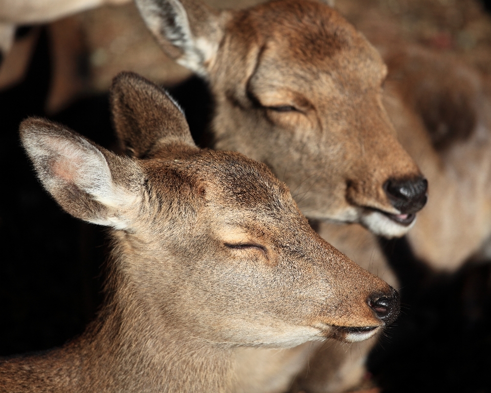 Dzikiej przyrody jeleń ogród zoologiczny wysoki