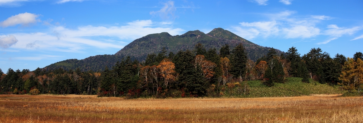 風景 木 森 荒野
 写真