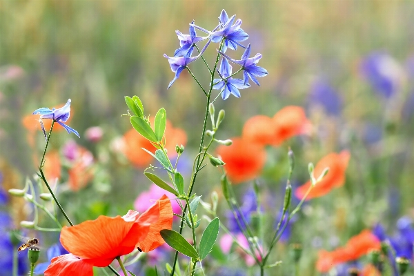 Foto Natureza grama plantar campo