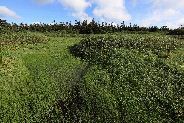 Landscape tree forest grass Photo