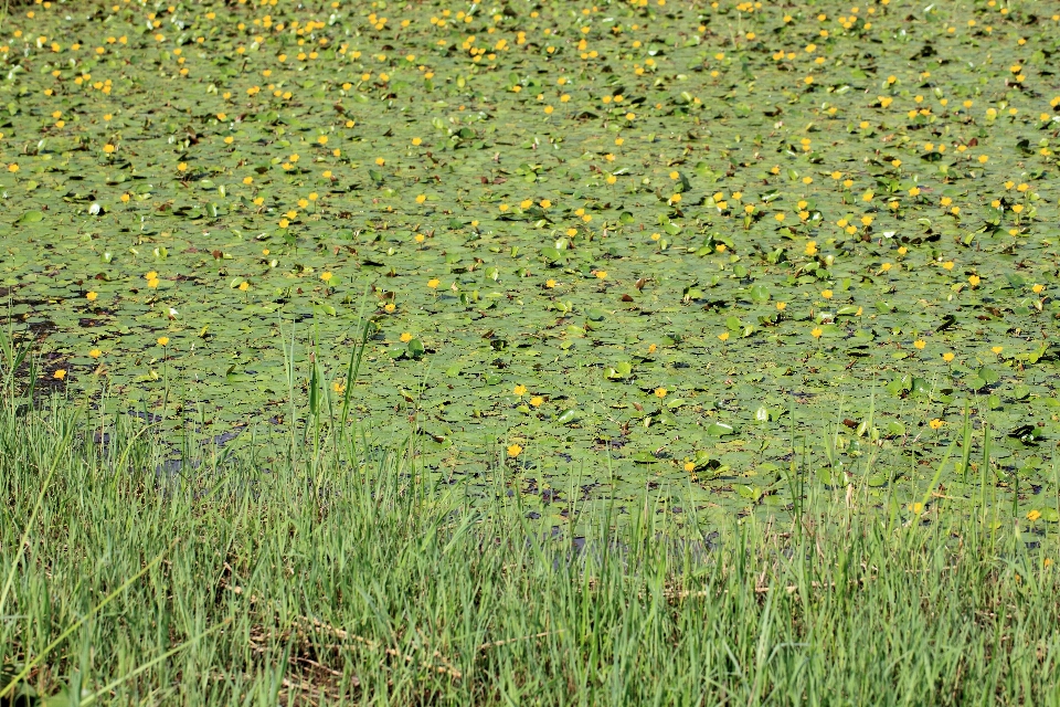 água grama plantar campo