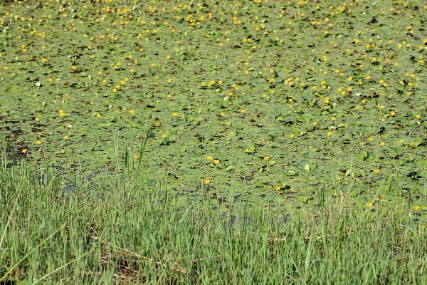 Foto Acqua erba pianta campo