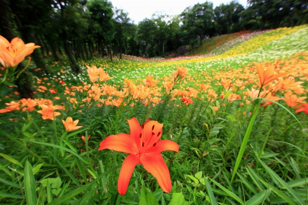 Grass plant field lawn Photo