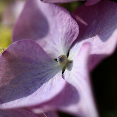 Blossom plant flower purple Photo