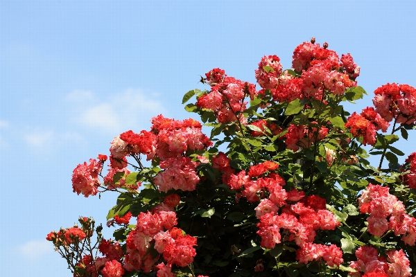 Blossom plant leaf flower Photo