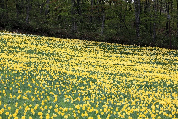 Blüte anlage feld wiese
 Foto