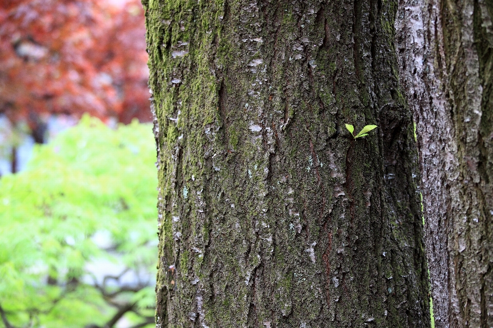 Albero natura foresta ramo