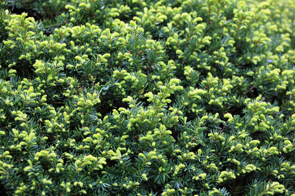 árvore plantar folha flor