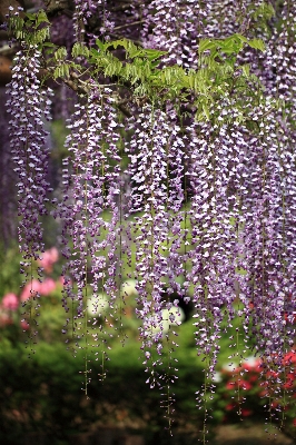 Blossom plant flower high Photo