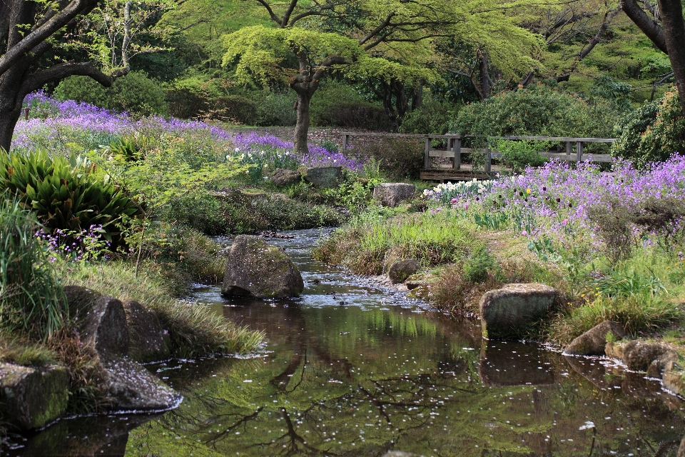 風景 木 水 自然