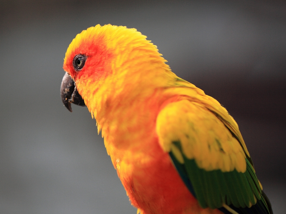 Burung tinggi paruh kuning