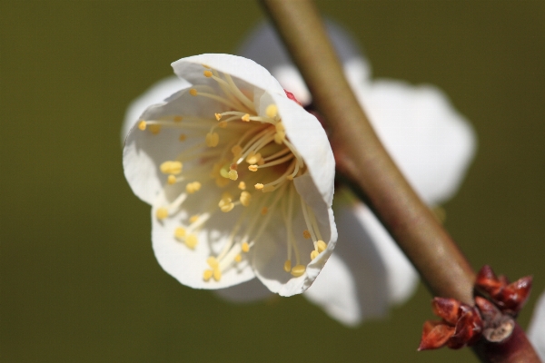 Branch blossom plant photography Photo