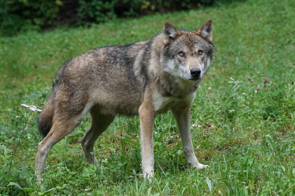 Fauna silvestre retrato mamífero lobo