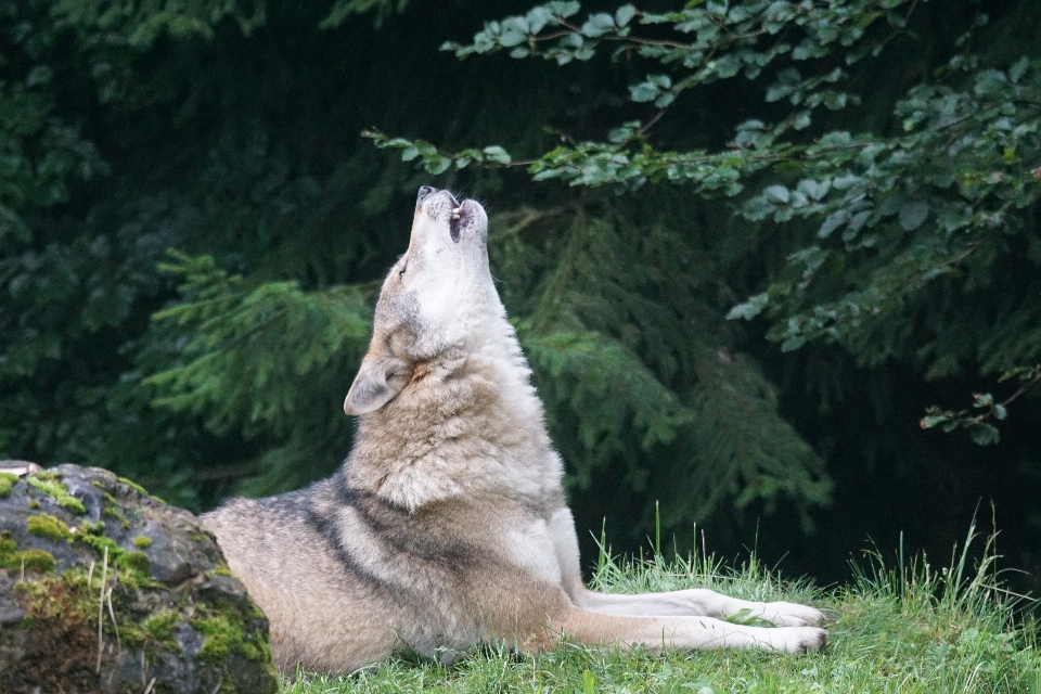 Dzikiej przyrody ogród zoologiczny ssak wilk