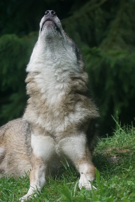 Chien mammifère loup hurler