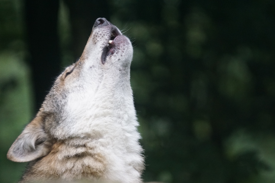 Faune mammifère loup fauna