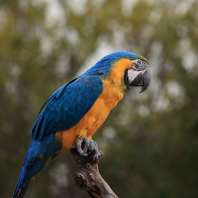 Bird wing wildlife high Photo