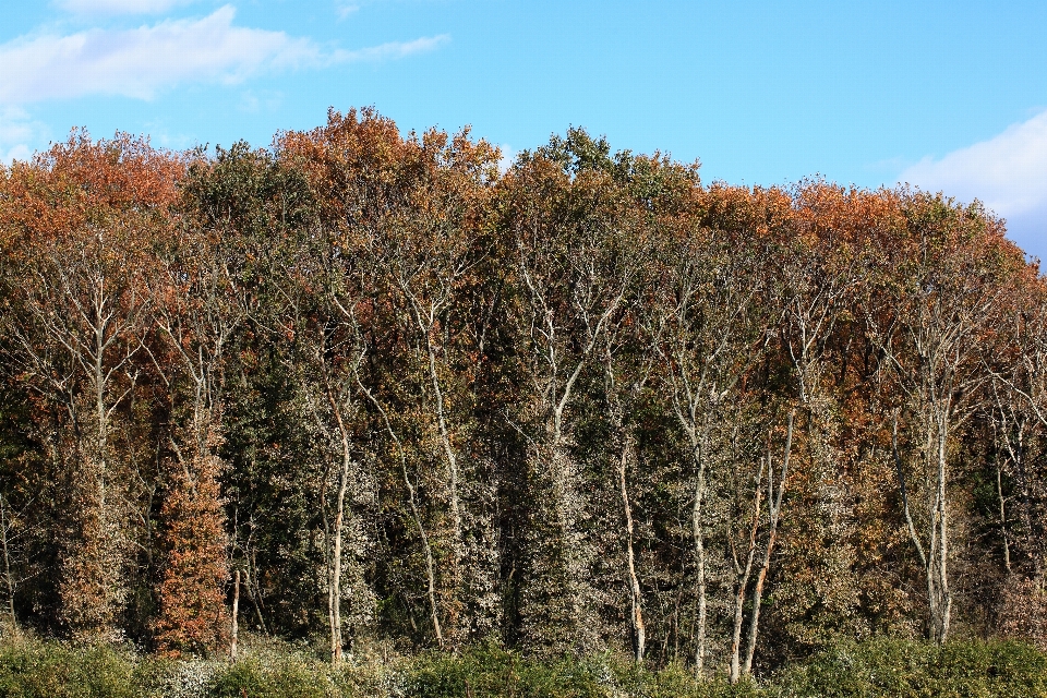 árvore natureza floresta grama