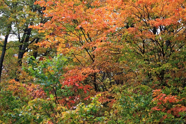 Foto Albero foresta pianta foglia