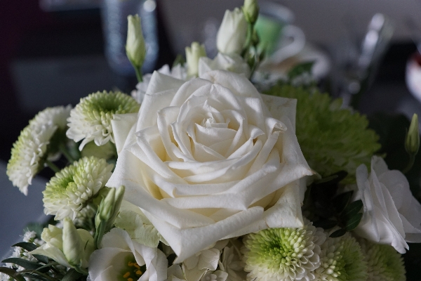 Plant white flower petal Photo