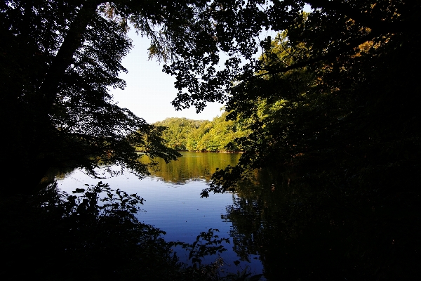 風景 木 水 自然 写真