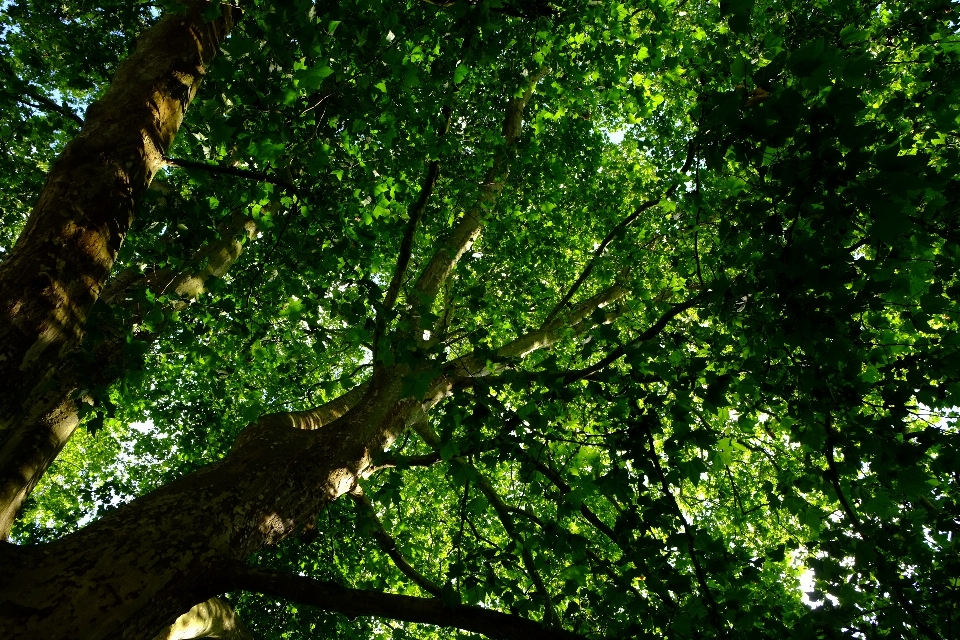 Pohon alam hutan cabang