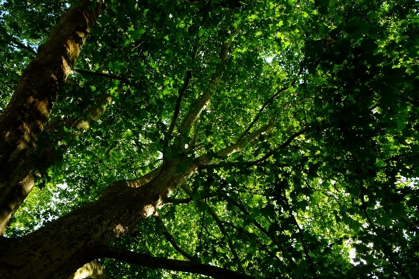 Tree nature forest branch Photo